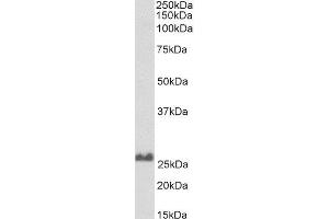Biotinylated ABIN4902764 (0. (SNAP25 抗体  (C-Term) (Biotin))