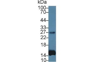 Detection of IL6 in Human Leukocyte lysate using Monoclonal Antibody to Interleukin 6 (IL6) (IL-6 抗体  (AA 27-212))