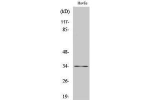 Western Blotting (WB) image for anti-Cyclin-Dependent Kinase 2 (CDK2) (C-Term) antibody (ABIN3179945) (CDK2 抗体  (C-Term))