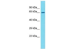 Host:  Rabbit  Target Name:  Nfe2l2  Sample Type:  Rat Thymus lysates  Antibody Dilution:  1. (NRF2 抗体  (N-Term))