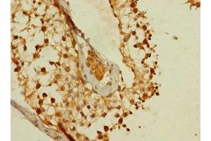 Immunohistochemistry of paraffin-embedded human testis tissue using ABIN7159403 at dilution of 1:100 (Membrane-Spanning 4-Domains, Subfamily A, Member 8 (MS4A8) (AA 20-74) 抗体)