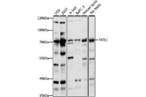 Western blot analysis of extracts of various cell lines, using TKTL1 antibody  at 1:1000 dilution. (TKTL1 抗体  (AA 220-340))