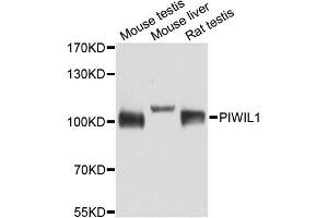 Western blot analysis of extracts of various cell lines, using PIWIL1 antibody. (PIWIL1 抗体)