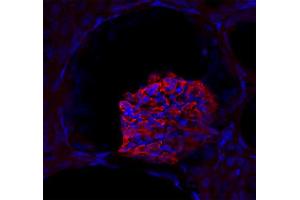Immunostaining of a glomerolus in a mouse kidney section (dilution 1 : 200). (SYNPO 抗体  (Isoform 2))