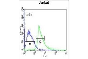 KLHL6 Antibody (C-term) (ABIN651978 and ABIN2840481) flow cytometric analysis of Jurkat cells (right histogram) compared to a negative control cell (left histogram). (KLHL6 抗体  (C-Term))