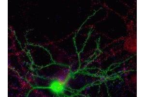 Immunostaining of 21 DIV nucleofected mouse striatal neuron (green) co-cultured with cortical neurons showing nice punctate labeling of the N-terminal NR2A subunit (red) in both the medium spiny neurons and the large pyramidal cell in the upper right. (NMDAR2A 抗体  (N-Term))