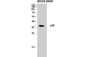 Western Blot (WB) analysis of Mouse Brain lysis using p38 antibody. (MAPK14 抗体)