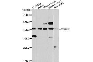 Western blot analysis of extracts of various cell lines, using CNTFR antibody. (CNTF Receptor alpha 抗体)