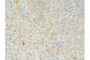 Immunohistochemistry of paraffin-embedded human tonsil tissue using ABIN7155609 at dilution of 1:100 (HLA-DRB4 抗体  (AA 30-227))