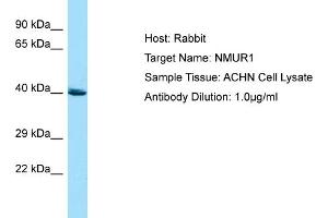 Host: RabbitTarget Name: NMUR1Antibody Dilution: 1. (NMUR1 抗体  (C-Term))
