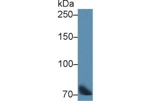 Detection of TF in Bovine Lung lysate using Polyclonal Antibody to Transferrin (TF) (Transferrin 抗体)