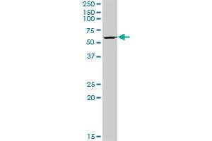 BYSL MaxPab polyclonal antibody. (Bystin-Like 抗体  (AA 1-324))