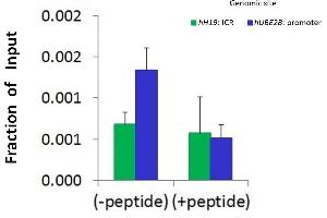 Chromatin Immunoprecipitation (ChIP) Using HDAC9 antibody - C-terminal region  and HCT116 Cells (HDAC9 抗体  (C-Term))