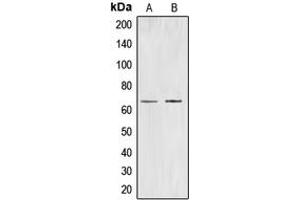 Western blot analysis of CDC40 expression in K562 (A), HuvEC (B) whole cell lysates. (CDC40 抗体  (Center))