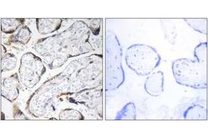 Immunohistochemistry analysis of paraffin-embedded human placenta tissue, using EFEMP2 Antibody. (FBLN4 抗体  (AA 91-140))