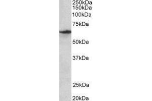 Western Blotting (WB) image for anti-Solute Carrier Family 47, Member 2 (SLC47A2) (Internal Region) antibody (ABIN2464992) (SLC47A2 抗体  (Internal Region))