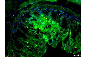 Formalin-fixed and paraffin embedded mouse small intestine tissue labeled with Anti-CD10 Polyclonal Antibody (ABIN669666), Unconjugated at 1:200, followed by conjugation to the secondary antibody Goat Anti-Rabbit IgG, FITC conjugated used at 1:200 dilution for 40 minutes at 37°C. (MME 抗体  (AA 501-600))