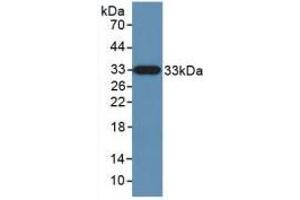 Western blot analysis of recombinant Human KLK10. (Kallikrein 10 抗体  (AA 35-276))