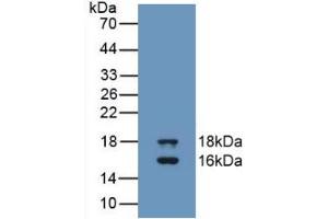 Western blot analysis of recombinant Human GDF3. (GDF3 抗体  (AA 251-364))