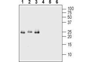Western blot analysis of 50 ng of each Recombinant human Val66Met proBDNF (cleavage resistant) protein (#B-456) (lanes 1 and 4), Recombinant mouse proBDNF protein (#B-240) (lanes 2 and 5) and Recombinant human proBDNF protein (#B-257) (lanes 3 and 6): - 1-3. (Pro BDNF 抗体  (Pro-Domain))