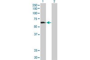 Western Blot analysis of LILRA3 expression in transfected 293T cell line by LILRA3 MaxPab polyclonal antibody.
