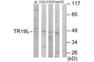 Western blot analysis of extracts from Jurkat cells, COLO205 cells, 293 cells and HepG2 cells, using TR19L antibody. (RELT 抗体  (C-Term))