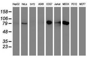 Image no. 2 for anti-Diacylglycerol Kinase, alpha 80kDa (DGKA) antibody (ABIN1497818) (DGKA 抗体)