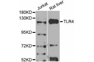 Western blot analysis of extracts of various cell lines, using TLR4 antibody (ABIN2737696) at 1:1000 dilution. (TLR4 抗体)
