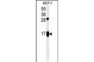 Western blot analysis in MCF-7 cell line lysates (35ug/lane). (ATP5J2 抗体  (AA 18-46))