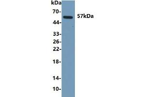 Rabbit Capture antibody from the kit in WB with Positive Control: Human urine. (ANGPTL2 ELISA 试剂盒)