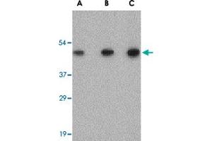 Western blot analysis of SCO2 in human liver tissue lysate with SCO2 polyclonal antibody  at (A) 0. (SCO2 抗体  (C-Term))