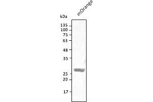 Western Blotting (WB) image for anti-mOrange Fluorescent Protein antibody (ABIN7273075) (mOrange Fluorescent Protein 抗体)