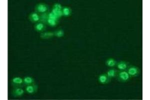 Immunofluorescence (IF) image for anti-Splicing Factor 3b, Subunit 1, 155kDa (SF3B1) (AA 98-198) antibody (ABIN1449241) (SF3B1 抗体  (AA 98-198))