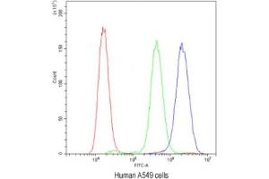 Flow Cytometry (FACS) image for anti-Polo-Like Kinase 2 (PLK2) (C-Term) antibody (ABIN3032267)