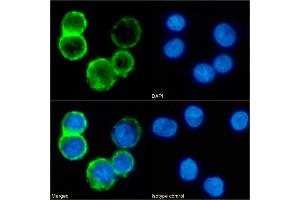 Immunofluorescence staining of fixed Daudi cells with anti-CD53 antibody 161-2 (53/2). (Recombinant CD53 抗体)