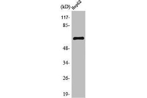 Western Blot analysis of HeLa cells using TESK2 Polyclonal Antibody (TESK2 抗体  (Internal Region))