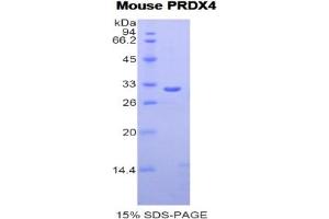 SDS-PAGE analysis of Mouse Peroxiredoxin 4 Protein. (Peroxiredoxin 4 Protein (PRDX4))