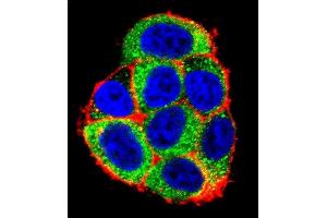 Confocal immunofluorescent analysis of CASP9 Antibody (Center) (ABIN392509 and ABIN2842072) with Hela cell followed by Alexa Fluor 488-conjugated goat anti-rabbit lgG (green). (Caspase 9 抗体  (AA 183-211))