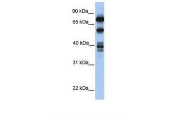 STRBP Antikörper  (AA 434-483)