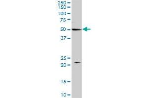 MON1B MaxPab polyclonal antibody. (MON1B 抗体  (AA 1-547))