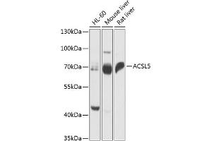 Western blot analysis of extracts of various cell lines, using  antibody  at 1:1000 dilution. (ACSL5 抗体  (AA 500-739))