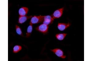 IF analysis of ORP150/HYOU1 using anti-ORP150/HYOU1 antibody (ABIN7601807). (HYOU1 抗体  (AA 46-913))