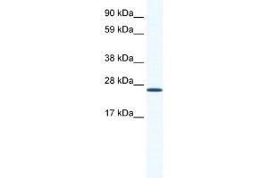 WB Suggested Anti-ARNTL Antibody Titration:  1. (ARNTL 抗体  (N-Term))