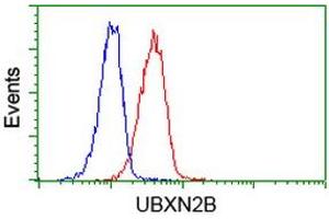 Image no. 2 for anti-UBX Domain Protein 2B (UBXN2B) antibody (ABIN1501658) (UBXN2B 抗体)