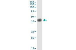 Immunoprecipitation of SFTPB transfected lysate using anti-SFTPB MaxPab rabbit polyclonal antibody and Protein A Magnetic Bead , and immunoblotted with SFTPB purified MaxPab mouse polyclonal antibody (B01P) . (SFTPB 抗体  (AA 1-381))