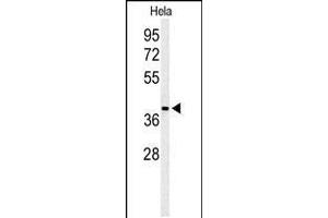Western blot analysis of ADPRHL2 Antibody in Hela cell line lysates (35ug/lane) (ADPRHL2 抗体  (N-Term))