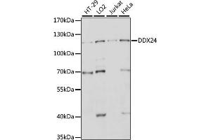 Western blot analysis of extracts of various cell lines, using DDX24 antibody (ABIN7266691) at 1:1000 dilution. (DDX24 抗体  (AA 510-859))