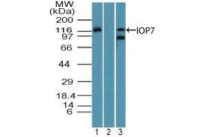 Image no. 2 for anti-Importin 7 (IPO7) (AA 1-50) antibody (ABIN960236) (IPO7 抗体  (AA 1-50))