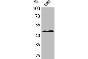 Western Blot analysis of K562 cells using CD241 Polyclonal Antibody (RHAG 抗体  (N-Term))