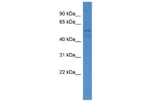 WB Suggested Anti-FSCN3 Antibody Titration: 0. (Fascin 3 抗体  (C-Term))